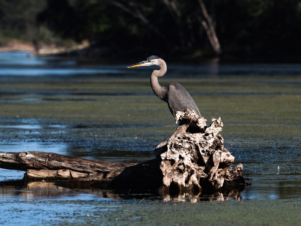 A great blue Heron on the Great River Road at places like Trempealeau National Wildlife REfuge and the Upper Mississippi River National Wildlife & Fish Refuge
