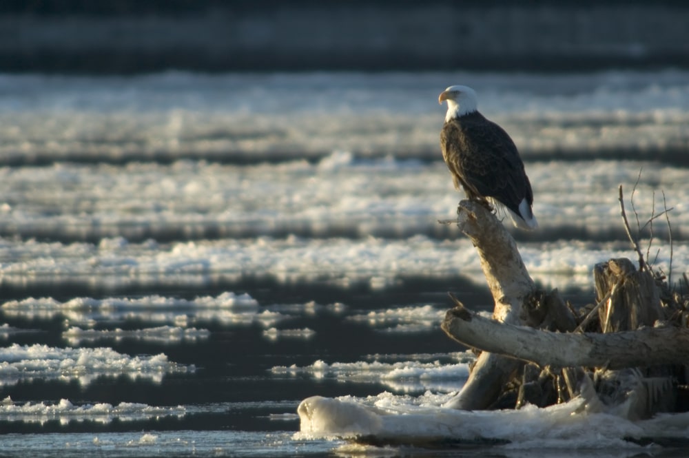 A Bald eagle near the National Eagle Center in Wabasha surveying the river